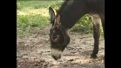 In the Countryside There Is Always That Desire to Fuck Outdoors