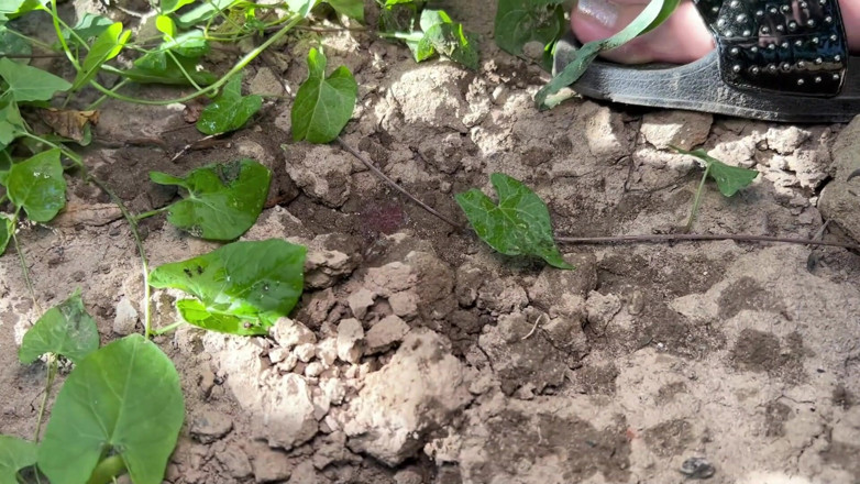 Siswet: Bị đút nắm tay vào lỗ hậu và đụ trong một cánh đồng...