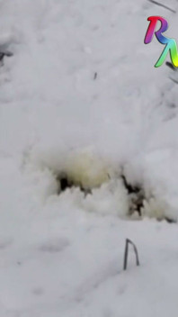 Winter Is Coming. Don't Eat Yellow Snow - Drink It Before It Makes the Snow Yellow