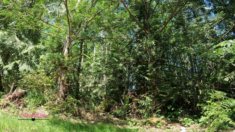 Destination Kat: Fare pipì all'aperto comp