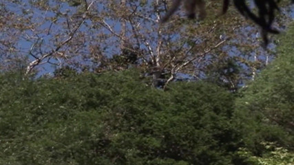 Black Sinner: Outdoor anal fuck by a big black cock