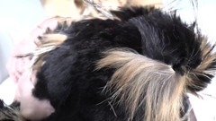 Lady Victoria Valente: Addestramento all'eiaculazione: annusare la sciarpa di pelliccia e il sperma,...