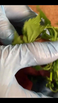 CBT Pumped Stinging Nettles Cum