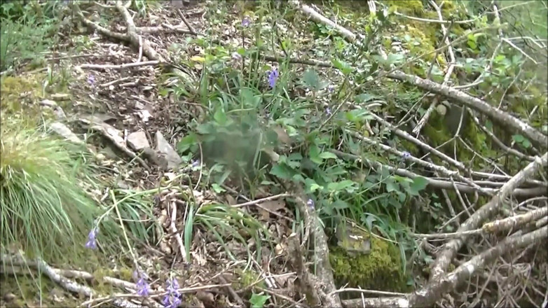 K Vw: Dans la forêt