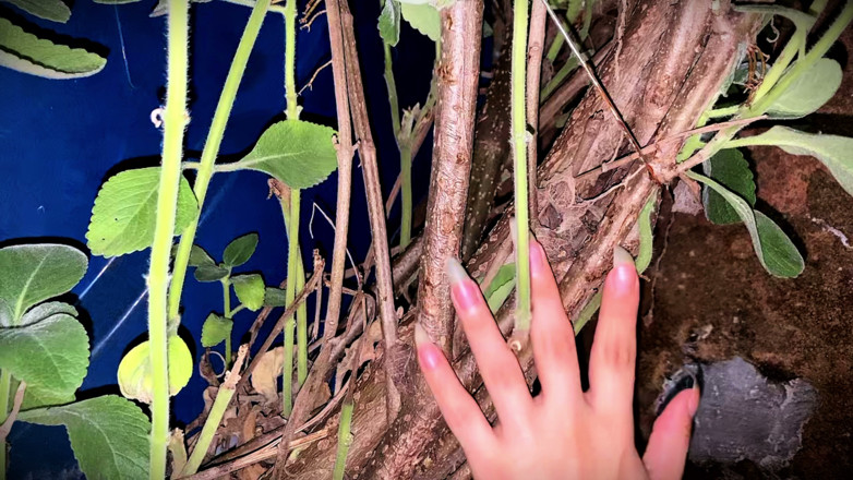 Goddess Li: Gheare care le place să zero