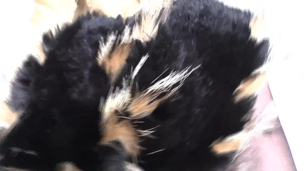 Lady Victoria Valente: Ejaculation Training: Sniffing and Cumming on a Fur Scarf, Lady...