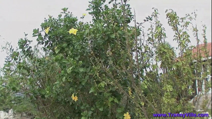 Trannyville: Peituda e rabuda TS trans transgênero T-Girl trans gata trans...