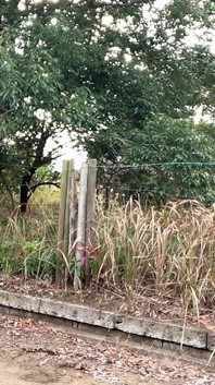 Solo Training 51: Street Masturbation in Crisis