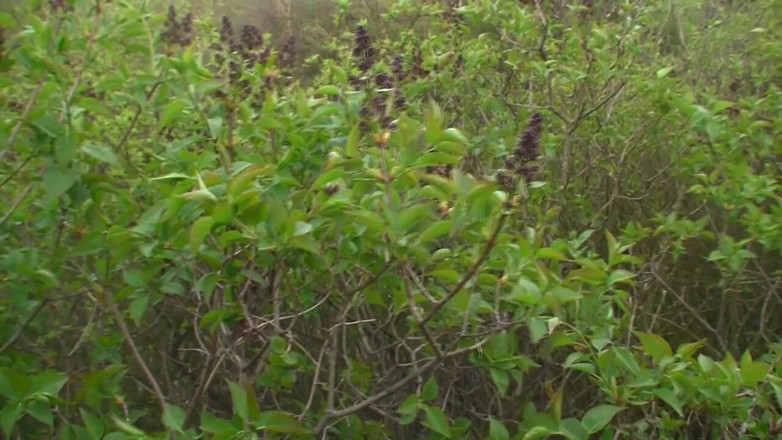 Facial flavor: 特满喷种子