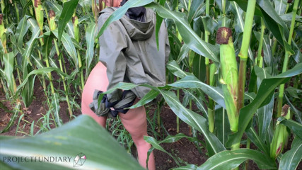 Projectsexdiary: Seks jagung jagung berisiko di baju hujan