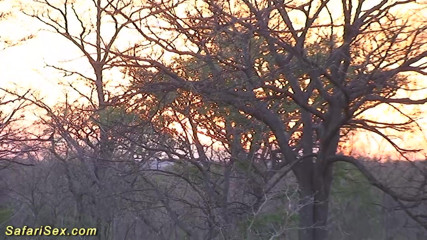 Safari sex: African outdoor safari fuck orgy