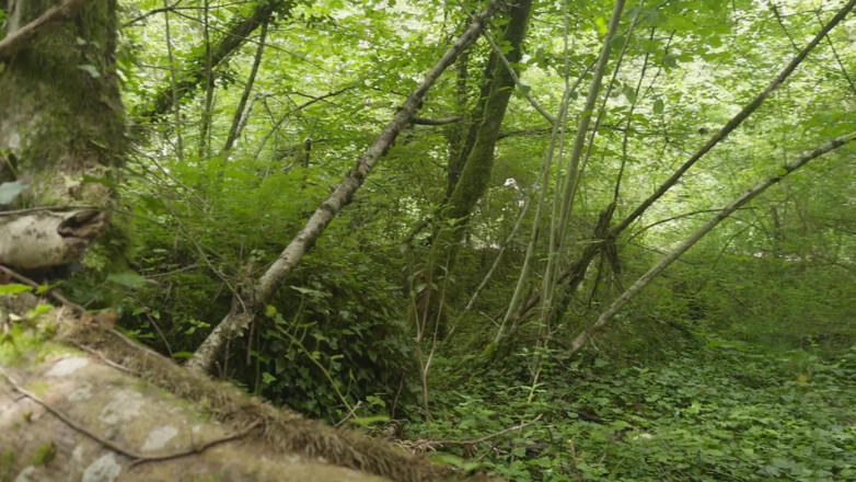 Wendy Burde: I Fuck a French MILF in the Forest While People...