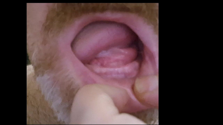 ChubbyDaddyBearLuka: Orso Senza Denti Ci Fa Entrare Nella Sua Bocca - Feticismo...