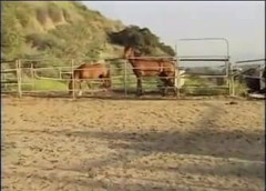 Outdoor pervs: Amateur couple get horny and fuck on a farm