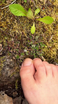 Camina descalzo por el bosque - Fetiche por los pies - ¡Pies descalzos!
