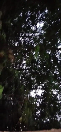 Tenemos sexo arriesgado en el bosque