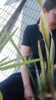 Peeing on a Potted Plant