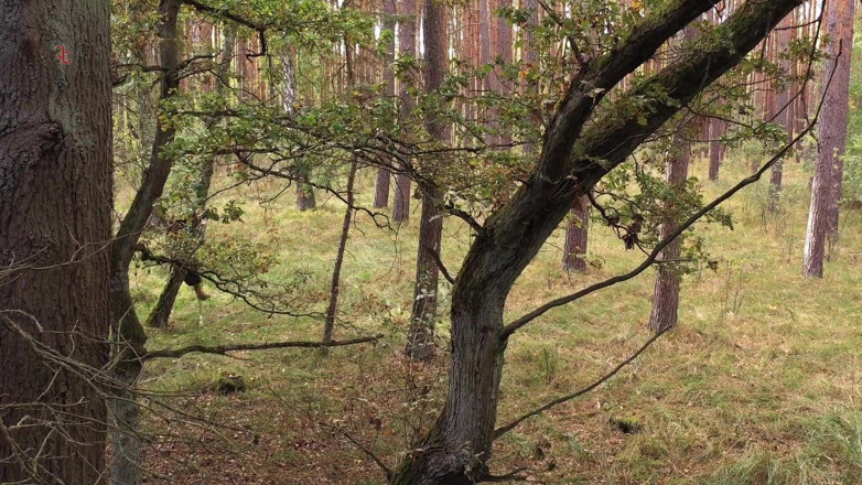 Inquisition and prison world: Fierce Fairy - a Sweet Forest Fairy Is Brought in for...