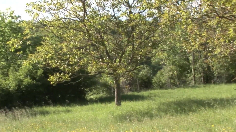 King Of Amateur: Shameless Women Sex Outdoor