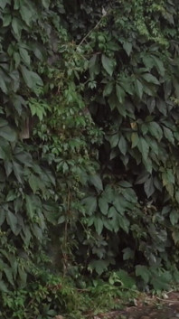 The Horny Rubber Gardener Free Teaser