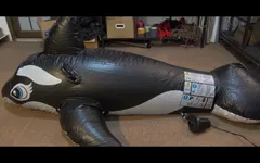 Whale Girl