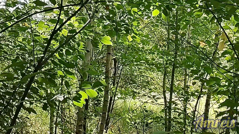 Amreis: Jerking off in the Woods Near the Highway. I Almost...