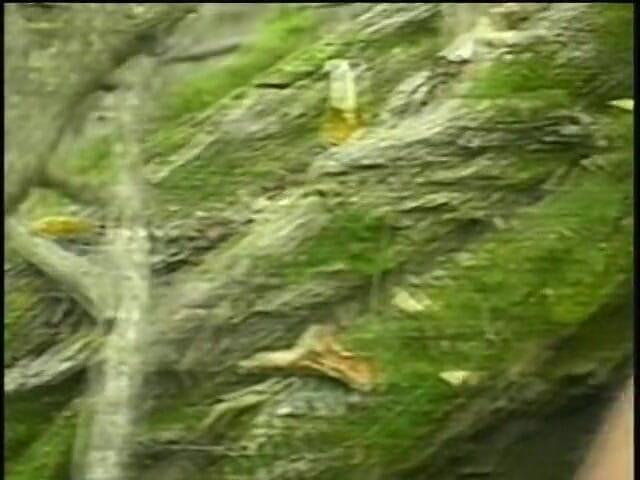 Boy Zone: Amateur boy masturbating in the forest