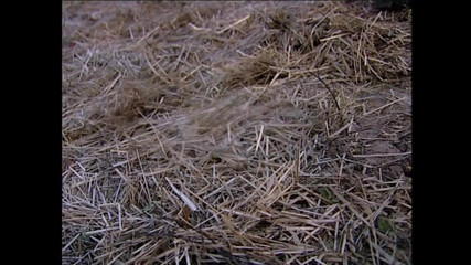 MCG EMPIRE TV - our best full movie: Porky Vol.4