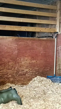 Ủng so với quả bóng, thợ săn cực kỳ cứng Wellingtons hành hạ bi trong chuồng ngựa