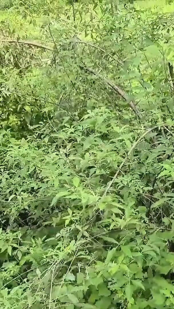 Somausha: Daughter-in-law and Father-in-law Outdoor Highway Roadside Forest Sex, Return From...