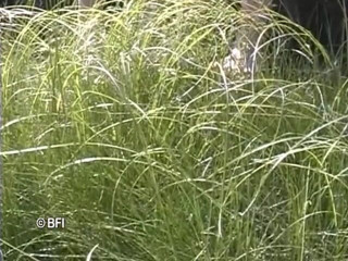 Just Boys: 벵겔스 주