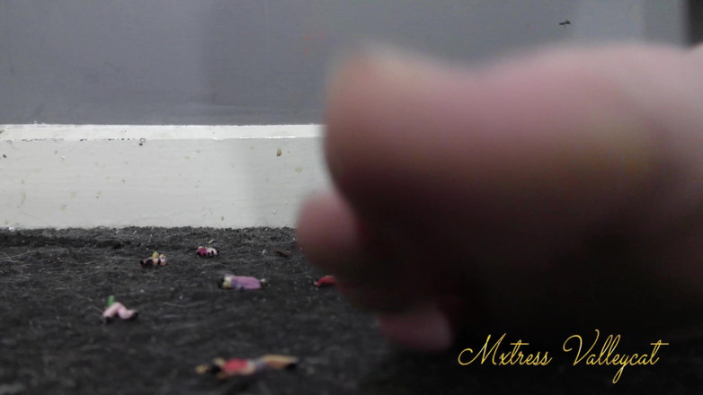 Mxtress Valleycat: Ground into the carpet