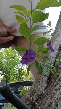 Watch Me Jerking off Outdoors While Hiding Behind a Tree