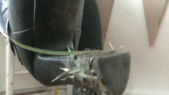 Kikka Jennie: stivali sporchi e sputi