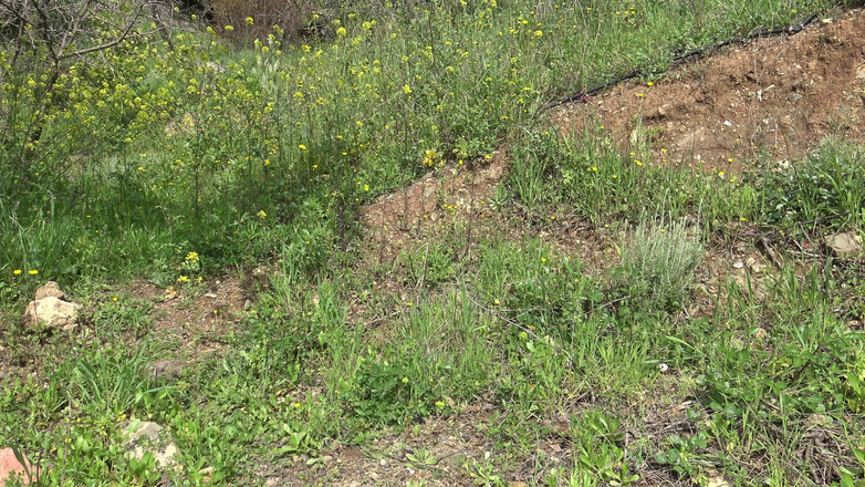 Stepmom Susan: このアメリカ人女性は狂っている!!彼女はイスラム教の国の闇市場で汚れた中古ディルドを買います!!