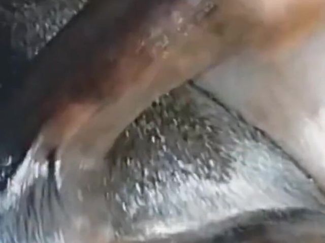 Wanking My Black Cock Huge Loud Moaning Cumshot (Big black cock BBCee)